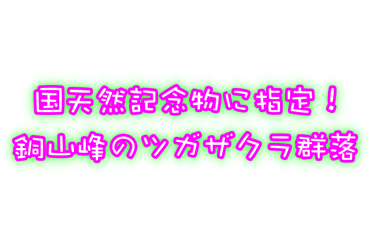 国天然記念物に指定 !水樹奈々の曲にも!銅山峰のツガザクラ群落